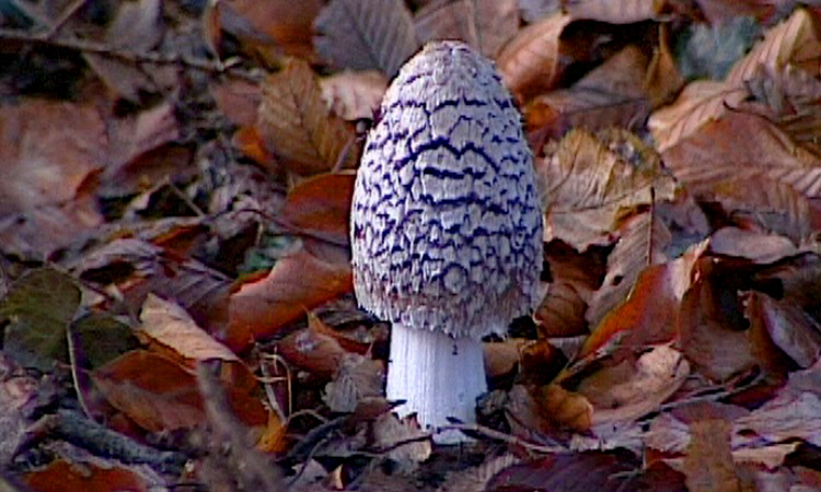 La reproduction d'un champignon à chapeau - 4mn 01s